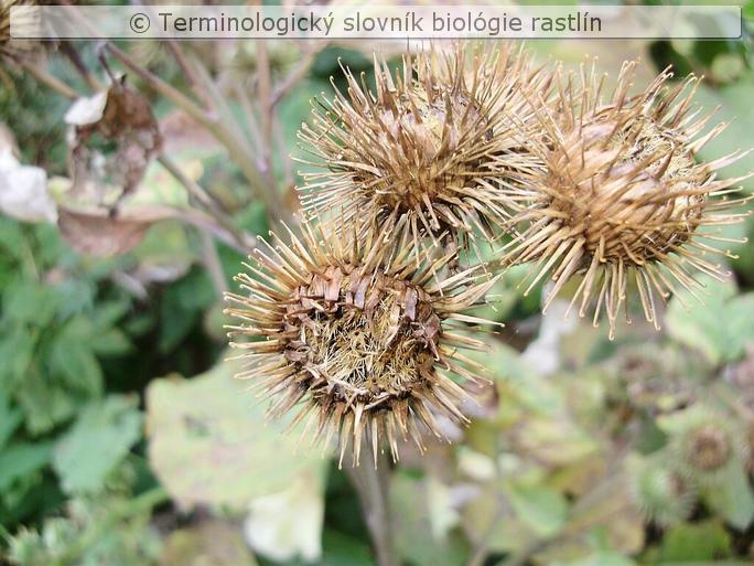 h��ikovit� listene 