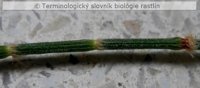 phyllichnium