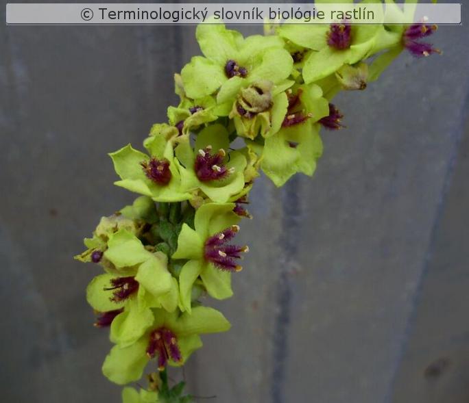 kryc� trich�m 4