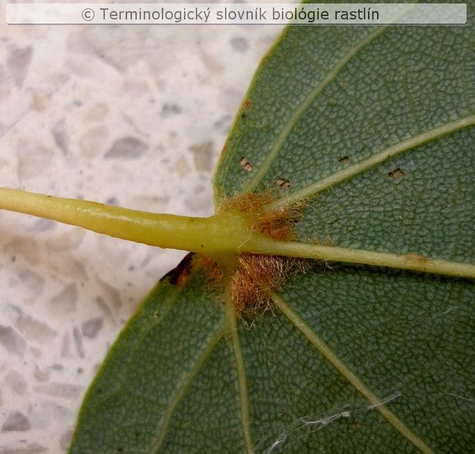 akarodomatium