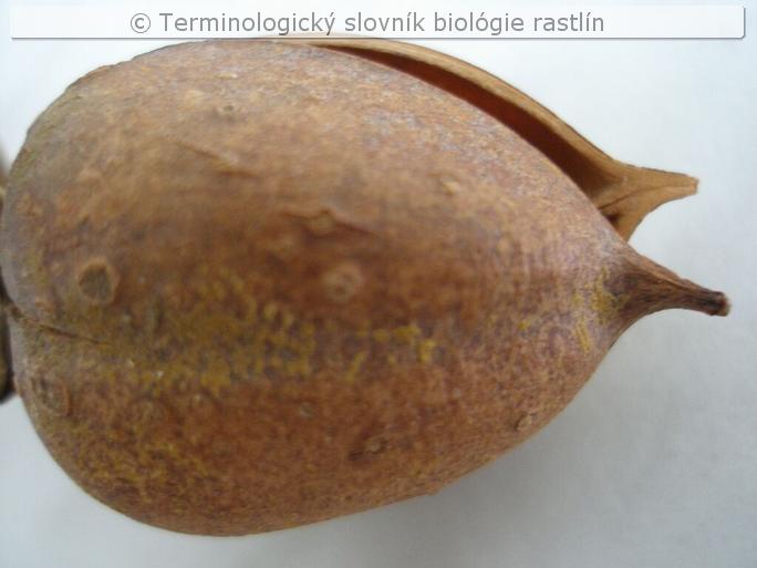 tobolka