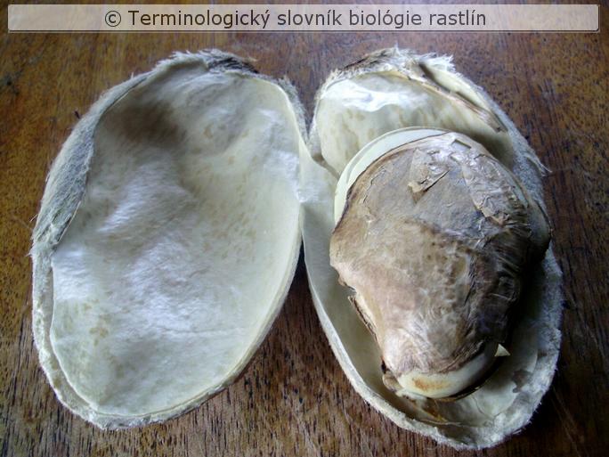 z�rodok 1