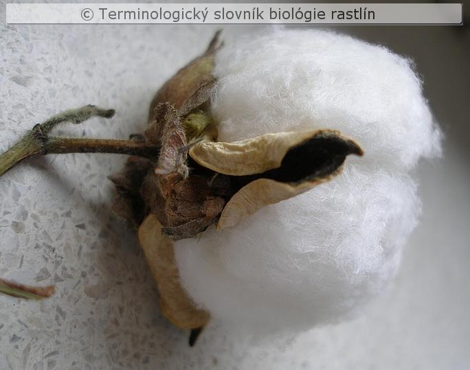 trichospermia 2a
