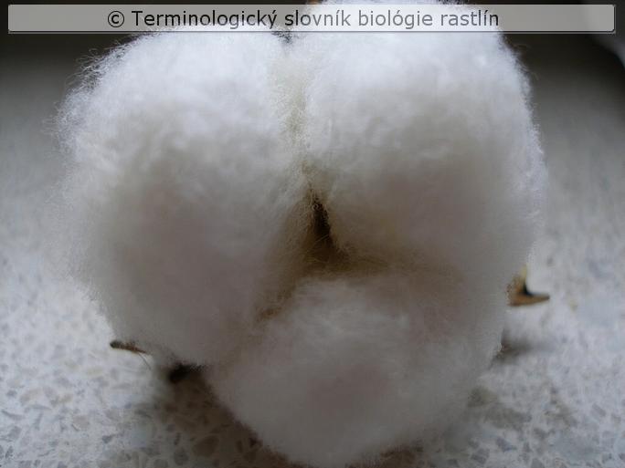 trich�mov� osemenie 2