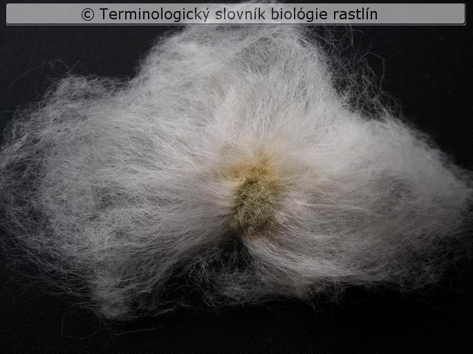 trichospermia 2b
