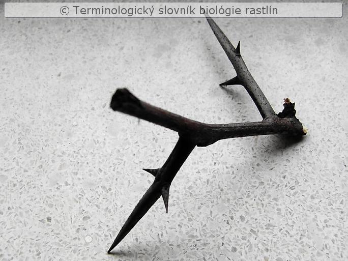 stonkov� t�� 1