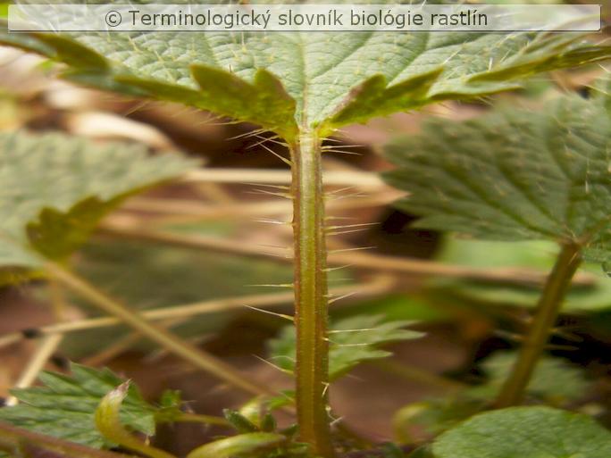 p�hliv� trich�my