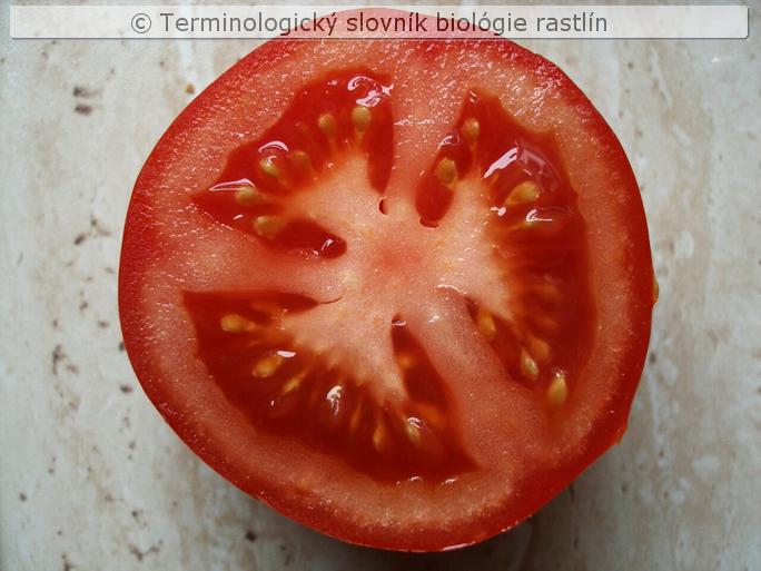 synkarpn� gyn�ceum