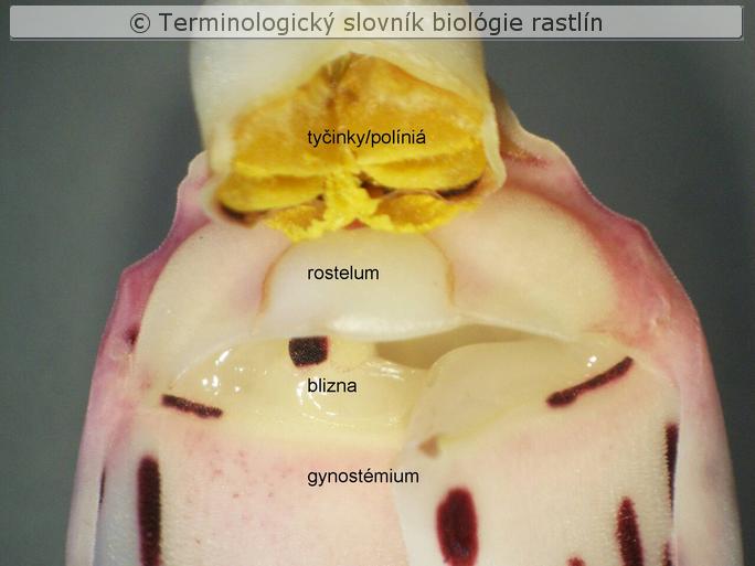 rostelum 1