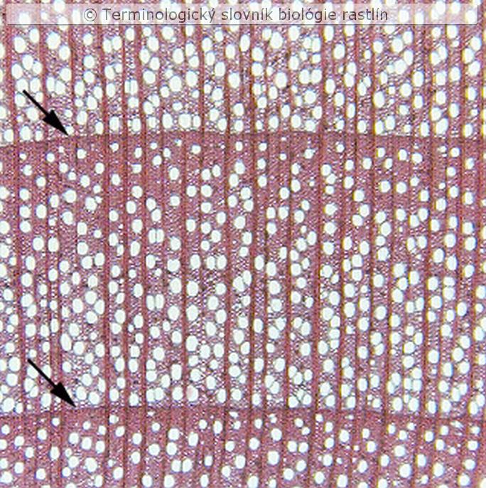 p�rovitos� dreva