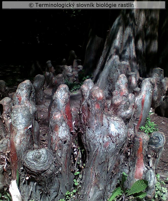 pneumatofory 2