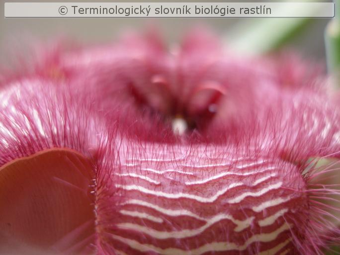kryc� trich�m 2