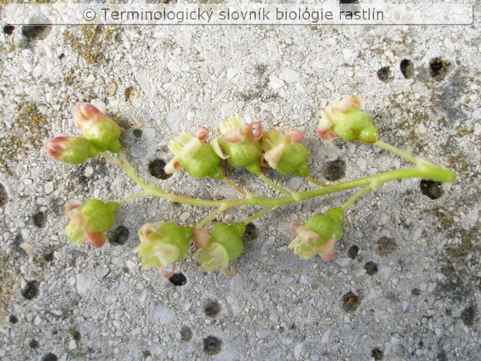 strapec 4