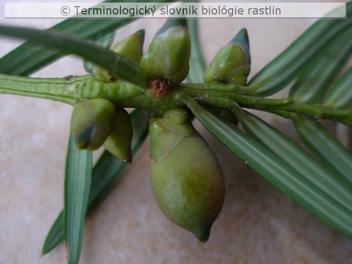 epimatium 3
