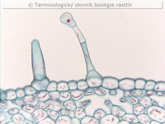 ��aznat� trich�m
