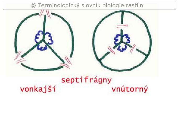 septifr�gny &ndash; sch�my