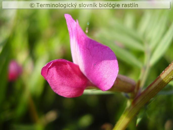 strie�ka 1