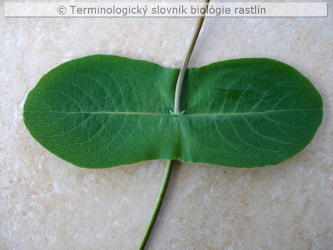 zrasten� listy 1