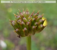 gyn�ceum 3