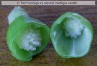 placent�cia 2