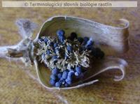 placent�cia 3