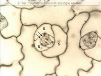 anizocytick� prieduchov� komplex