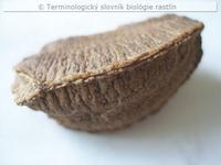 osemenie 1