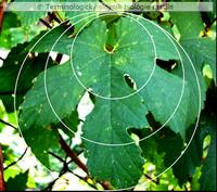 dla�ovit� list 1
