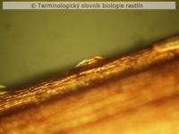 kryc� trich�m 5