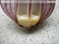 podcibulie 1