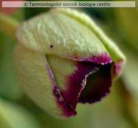 petaloidn� sepaly
