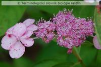 agamick� kvet
