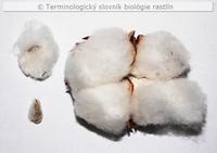 trich�mov� osemenie 3