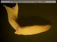 z�rodok 3b