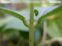 pulvinus 1