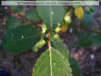 fylotaxia 2