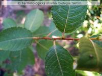 fylotaxia 1
