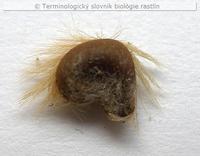 trichospermia 1b