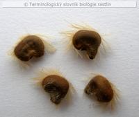 trichospermia 1a