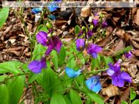 antoky�ny 2