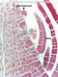 meristemoid