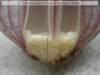 podcibulie 2