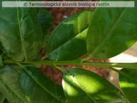 fylotaxia 3