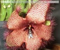 entomof�lia 1