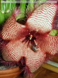 entomof�lia 2