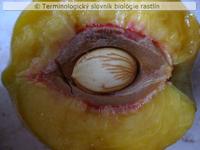 k�stkovica 2