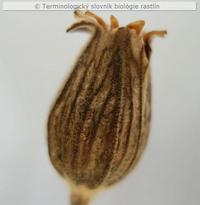 tobolka 10a