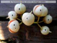 vidlica 2b