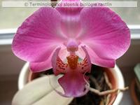s�mern� kvet 1