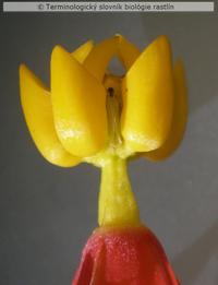 gynostegi�lna koruna